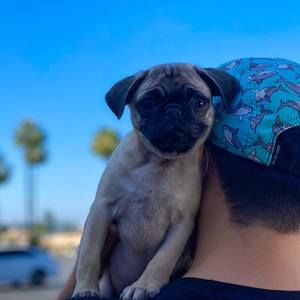 Meet your Posher, Nicholas